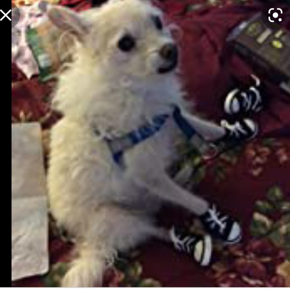 NWT Pet Life Extreme-Skater shoes Pet Sneaker and Baskerville Muzzle - Picture 3 of 16